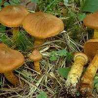 Bu iki mantar türünü tüketmeyin!