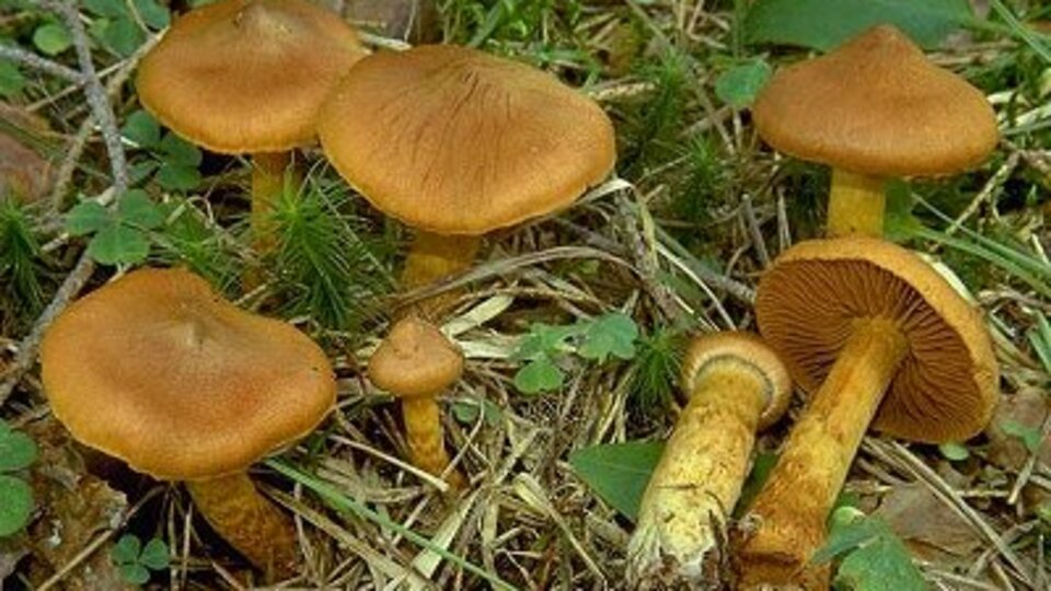 Bu iki mantar türünü tüketmeyin!