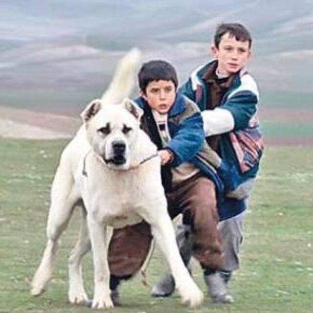 Bu hafta hangi filme gitsek?