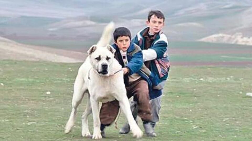 Bu hafta hangi filme gitsek?