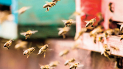 'Arıları 'sevimsiz' göstermekten vazgeçin'