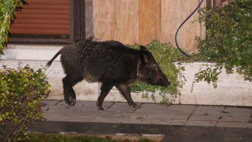Bebek'te yaban domuzu paniği