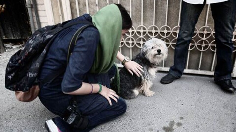 Köpek besleyenlere 74 kırbaç cezası!