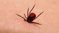 "Lyme hastalığı insanlığı tehdit ediyor"