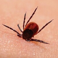 "Lyme hastalığı insanlığı tehdit ediyor"