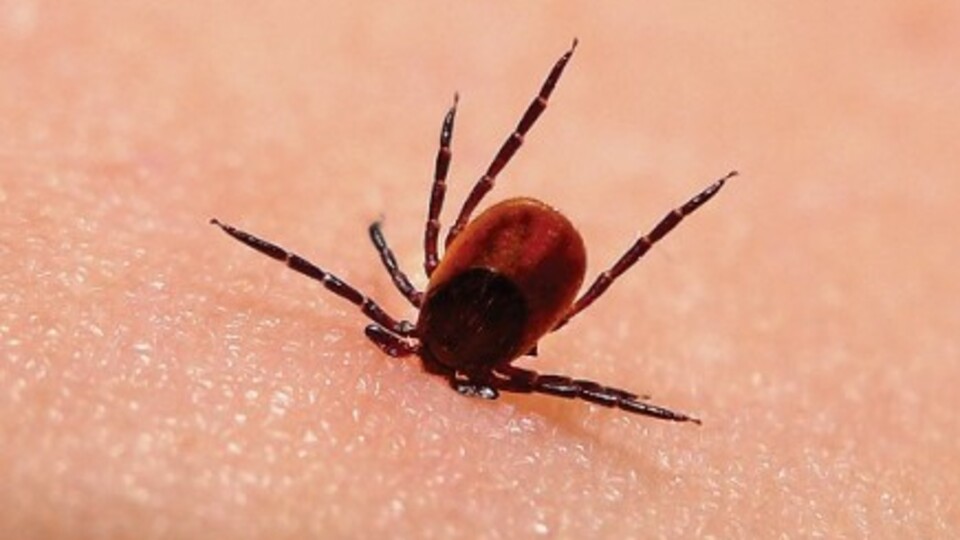 "Lyme hastalığı insanlığı tehdit ediyor"