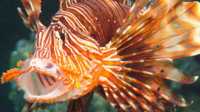 Akdeniz'de zehirli balık türleri artıyor