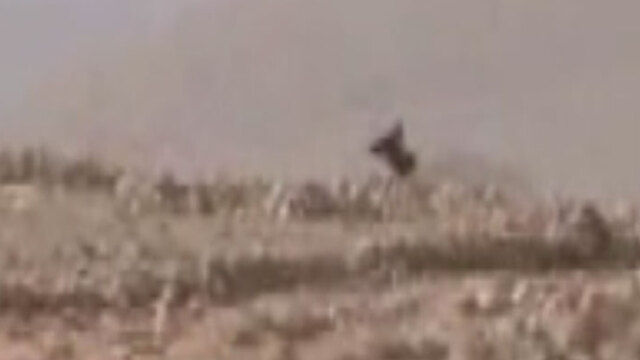 IŞİD militanı böyle tuzağa düşürüldü!