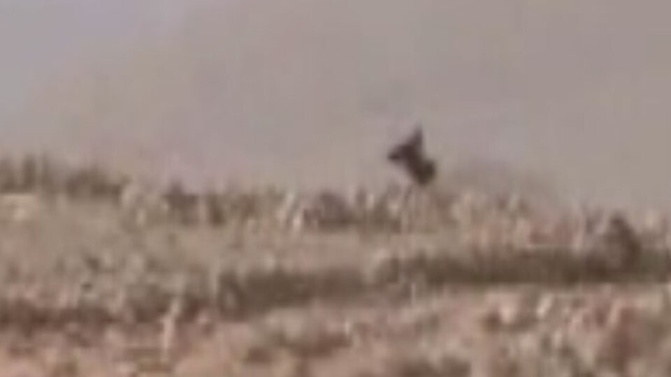 IŞİD militanı böyle tuzağa düşürüldü!