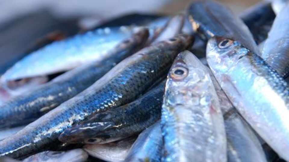 Çiğ balık yemek ciddi rahatsızlıklara neden oluyor