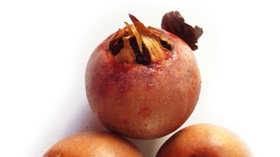 Muşmula, bağırsak hastalıklarına iyi geliyor