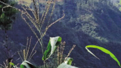 Kahve tarlası seferleri