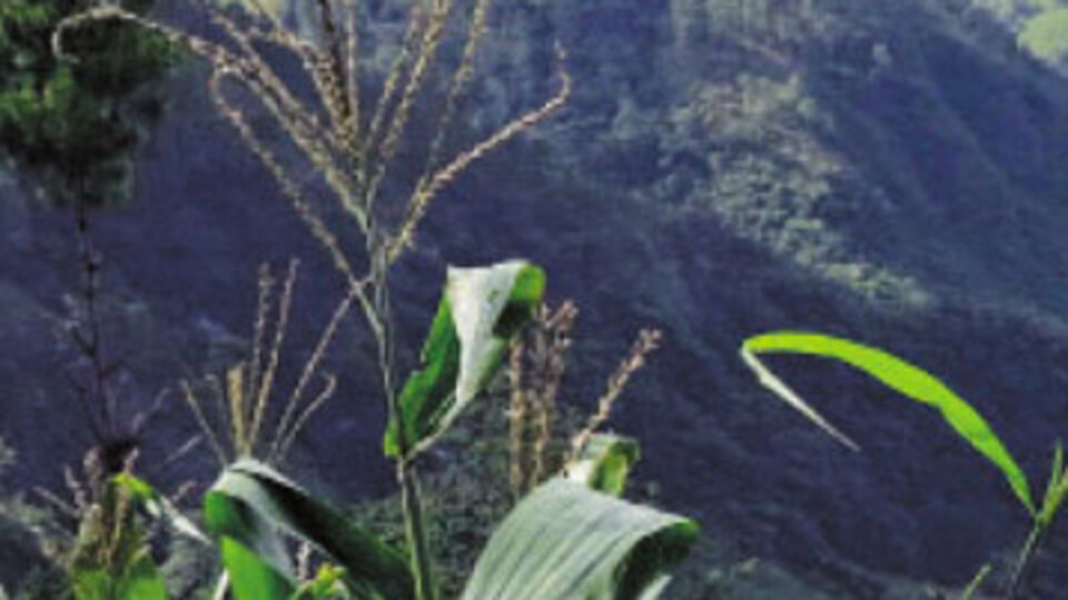 Kahve tarlası seferleri