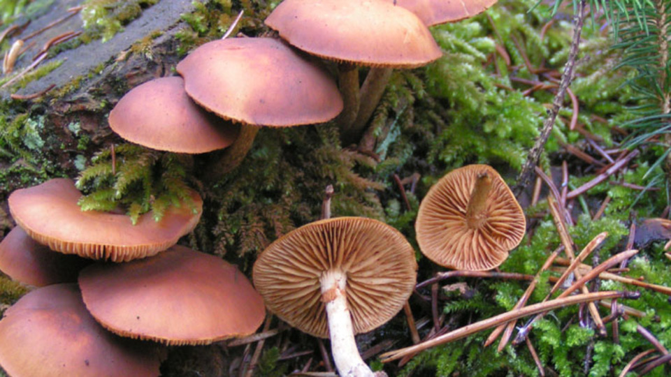 14 Suriyeli mantardan zehirlendi