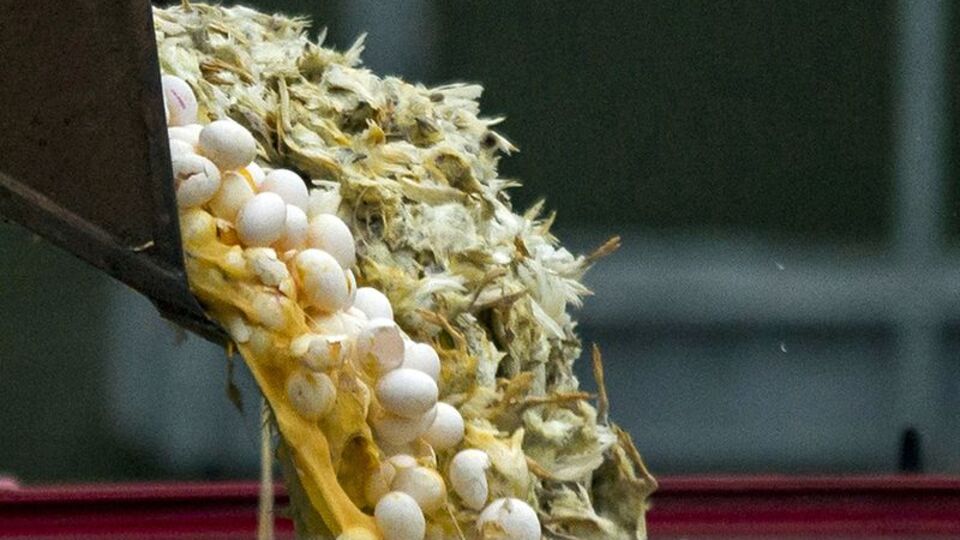 Kuş gribi salgını Hollanda'da devam ediyor