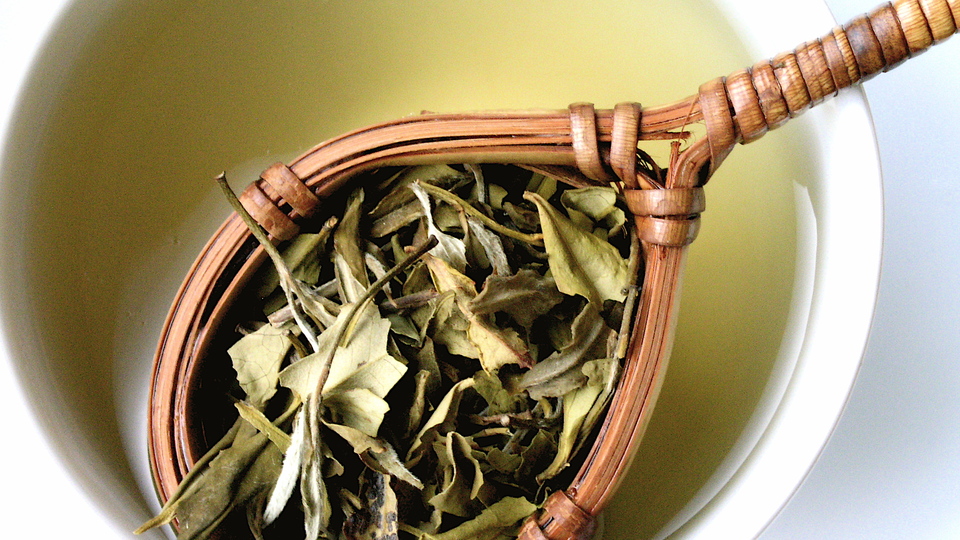 "Beyaz Çay" kansere umut oldu!