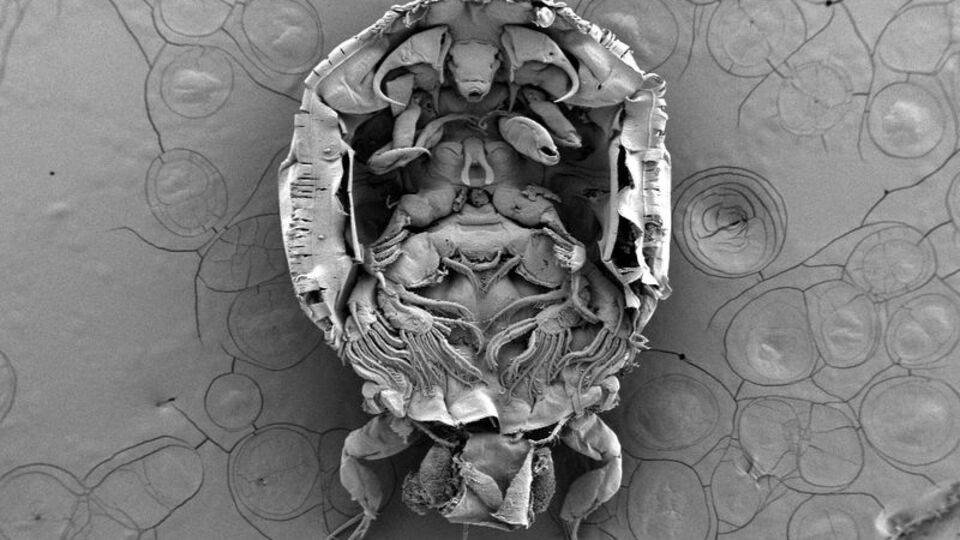 Yeni bir parazit türü keşfedildi