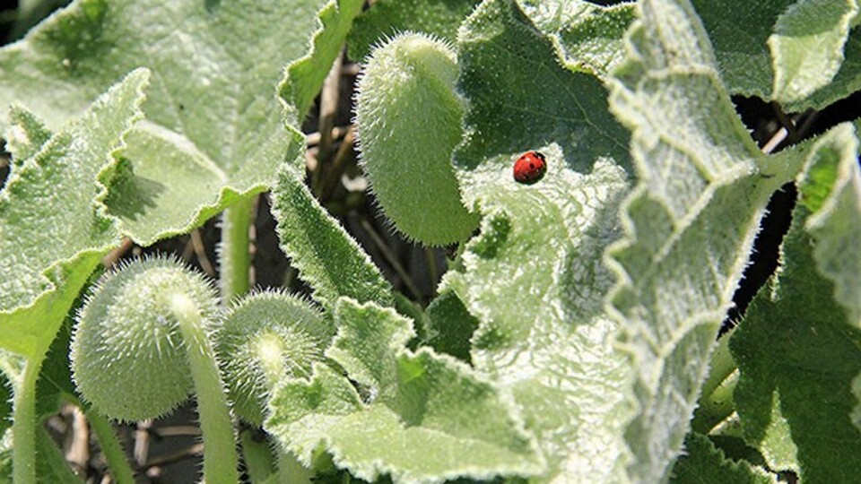Bu bitkiye dikkat edin!