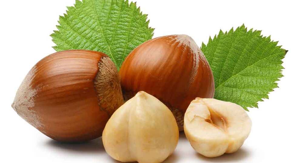 Fındık kabuğu kanser hastalarına şifa olacak!