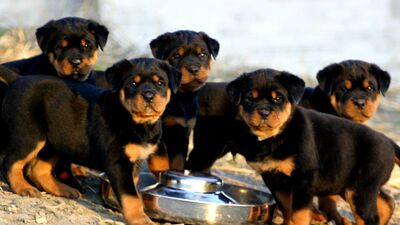 Köpek eti yiyen Avrupalı!