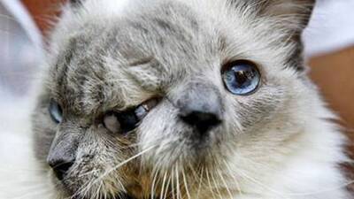 İki yüzlü kedi öldü