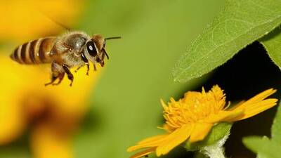 Dedektör arılar geliyor!