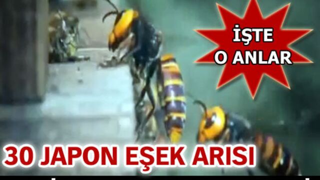 30 bin bal arısını katletti!