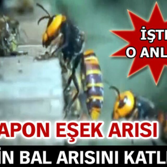 30 bin bal arısını katletti!