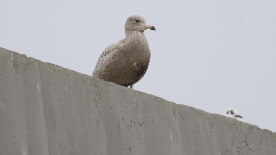Rize'de yeni kuş türü keşfedildi