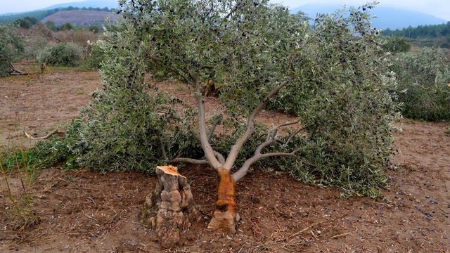 Yırca'da ÇED'in yürütmesi durduruldu