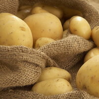 Patates şişmanlatmıyormuş!