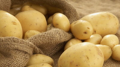 Patates şişmanlatmıyormuş!