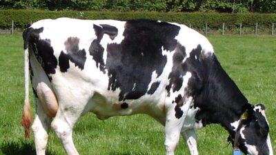 İneklerin dilini çözdüler