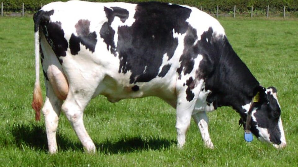 İneklerin dilini çözdüler