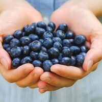 Yağlı besin tükettikten sonra, "Yaban Mersini" yeyin!