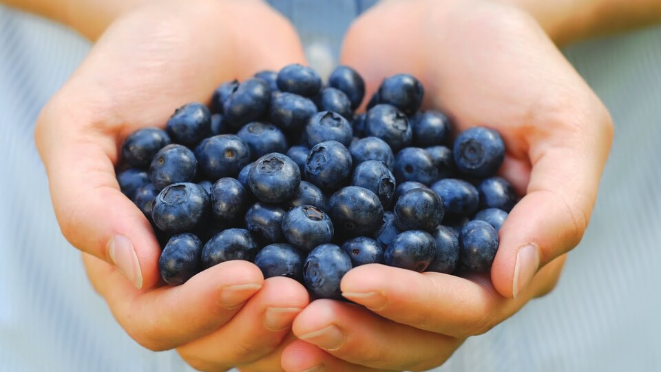 Yağlı besin tükettikten sonra, "Yaban Mersini" yeyin!