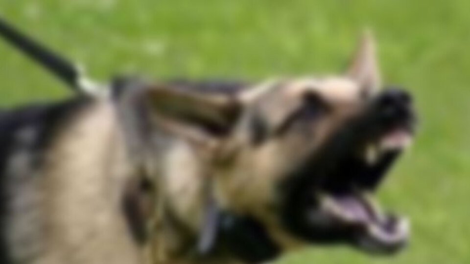 Köpeğin saldırdığı çocuk öldü