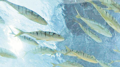 Tanıtımın mancınığı mutfak