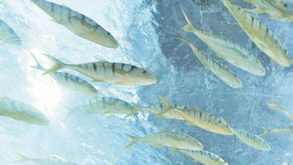 Tanıtımın mancınığı mutfak