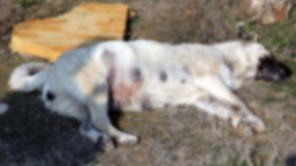 Konya'da köpek katliamı!