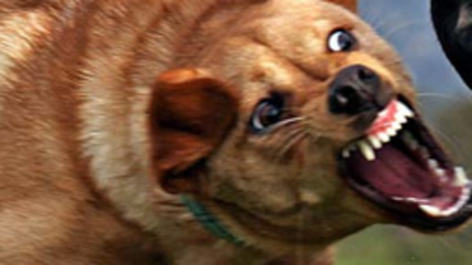 Yargıtay'dan ısıran köpeğin sahibine ceza