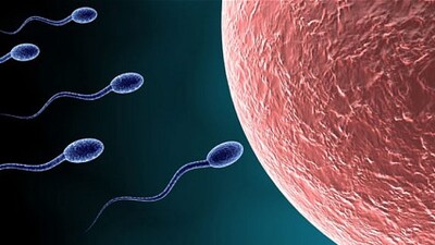 Erkek derisinden yapay sperm