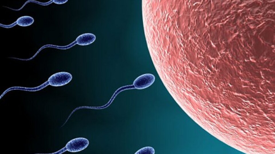 Erkek derisinden yapay sperm