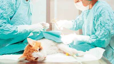 Yaralı kediye kemik nakli