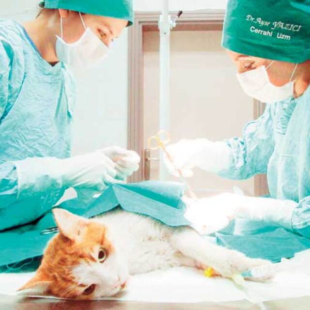 Yaralı kediye kemik nakli