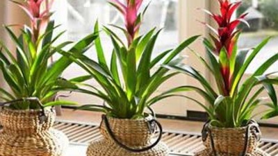 Evde yetiştirilen çiçekler zehir saçıyor