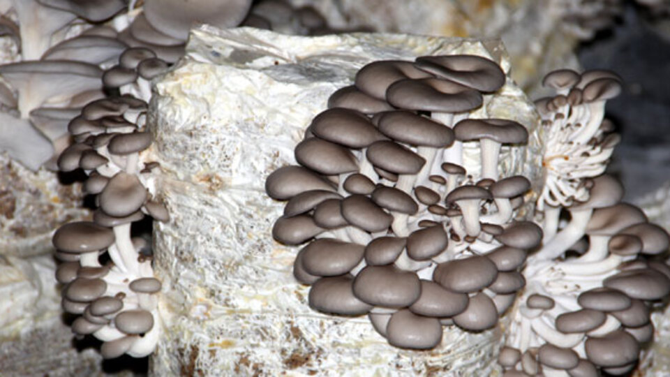 Bodrum katında dev üretim!