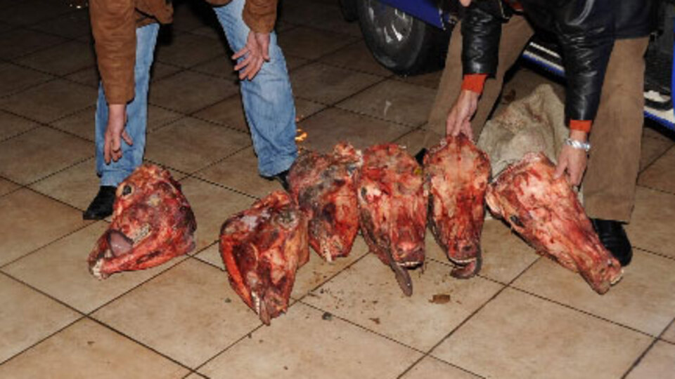 İşte 'At Eti' satanın cezası!