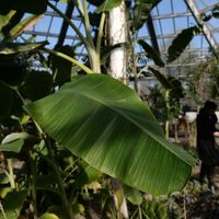 Şifayı evinizde yetiştirdiğiniz bitkiyle bulun