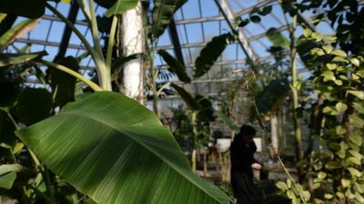 Şifayı evinizde yetiştirdiğiniz bitkiyle bulun